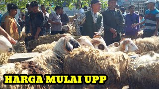 HARGA HEWAN QURBAN SAAT INI DI PASAR TEMANGGUNG 🔥🔥