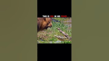 The greatest lion in the history  #viral #shorts #youtube #video