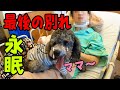 ママと最後の別れ 病院での再会 保護犬トイプードル Mommy and Toy poodle Husky