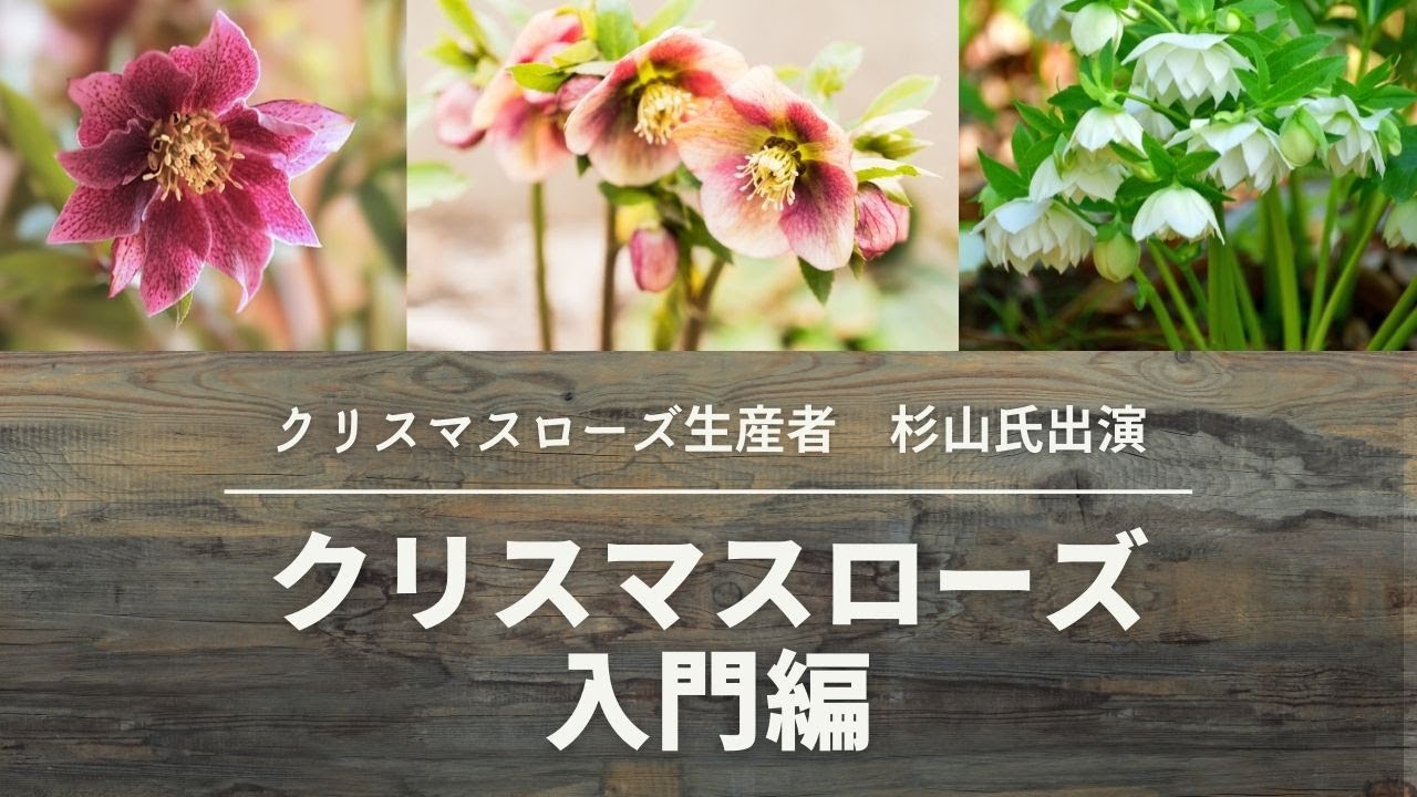 All you need to know is this! Christmas Rose Introduction - YouTube