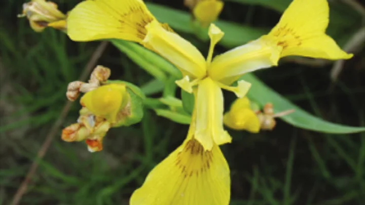 War on  Noxious Weeds (pt 2)