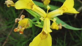 War on  Noxious Weeds (pt 2)
