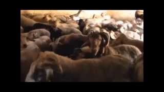 Η ζωή του τσοπάνη / Στεφάνι Κορινθίας 2014
