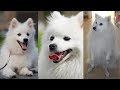 Japanese spitz | Funny and Cute dog video compilation in 2022