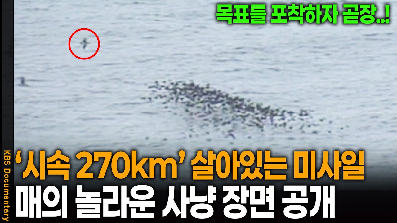 시속 270km '공포의 미사일' 매가 새를 사냥하는 방법 | KBS 20090527 방송