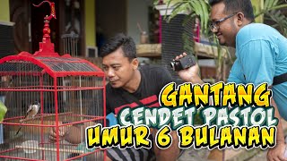 Gantang Lomba Burung Cendet Lokal Bantul Bahan Pastol Umur 6 Bulanan Bersama Wawan Tiwi di BKM