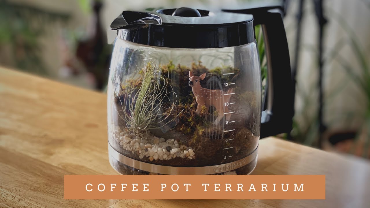 DIY Coffee Pot Terrarium - House of Hawthornes