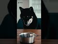 ASMR - Hundetrockenfutter mit Yuki