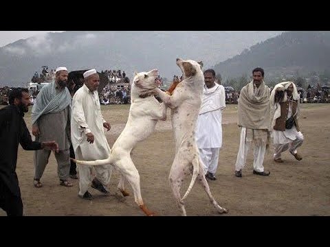 Pakistani bully FightTalhaGhouriVlogs1