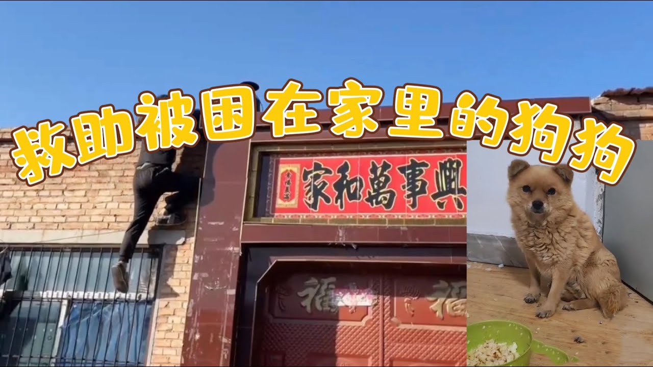 20221122 Stray dogs rescue in Wuhan China 接到求助电话，只能爬墙救助被捆在家里16天的狗狗