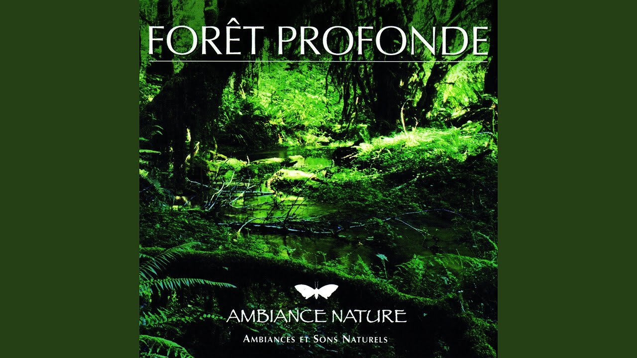 Watch Ambiance du soir dans la forêt on YouTube Watch Ambiance du soir dans la forêt on YouTube