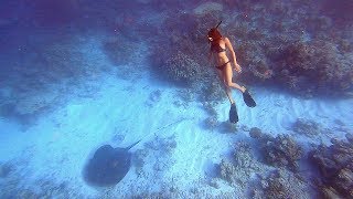 Best Of Maldives Underwater Sharks, Eagle Rays, Sting Rays And More