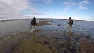 Goose Camp: Nesting Sites of the Atlantic Brant