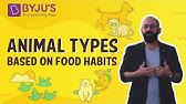 Animal Classifications According To the Food They Eat | 4 Animal Groups -  YouTube