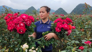 Harvesting Rose Garden Goes to the market sell  Gardening  Live With Nature