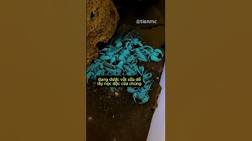 NỌC BỌ CẠP: 39 TRIỆU ĐÔ/GALLON! 🤯 Chất lỏng đắt nhất T.Đ