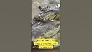 "The largest saltwater crocodile in the world."