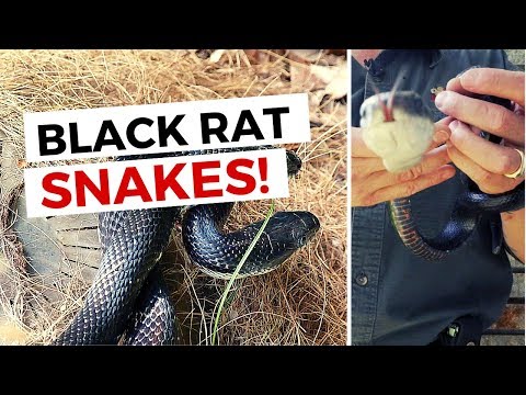1.2 The Wildlife Command Center: Capturing Rat Snakes -