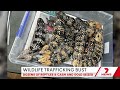 Illegal wildlife trafficking bust across Sydney | 7NEWS