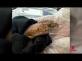 Illegal wildlife trafficking bust across Sydney | 7NEWS