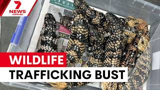 Illegal wildlife trafficking bust across Sydney | 7NEWS
