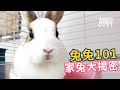 動物星天頻道 EP4 兔兔101 家兔大揭密 搶先看 4K 