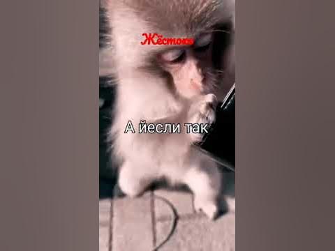 жёсткая мавпа #мем #рекомендация #мавпа - YouTube