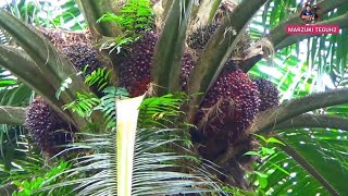 Even though the tree is tall, the fruit is super roving
