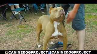 American Bully show by CanineDogProject 5,111 views 8 years ago 2 minutes, 23 seconds