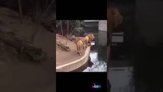 Lion Fall Into Water 