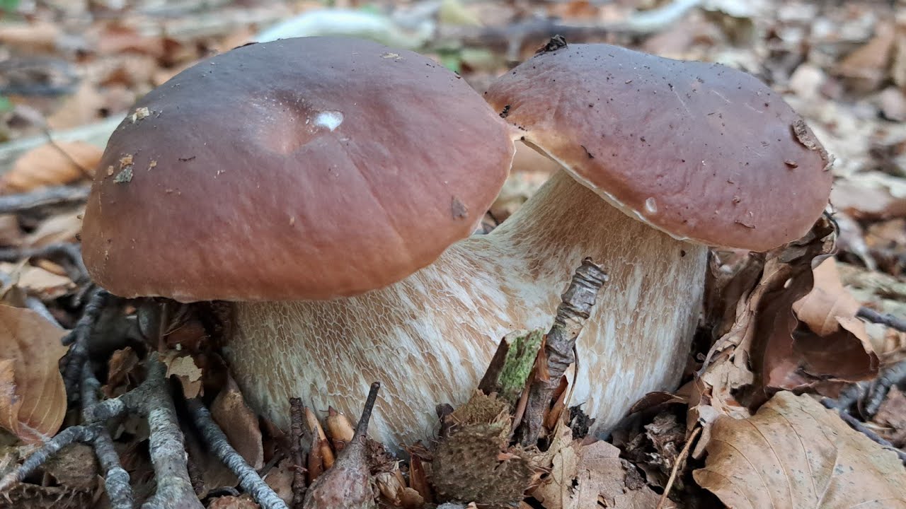 Monte Aiona porcini di lusso