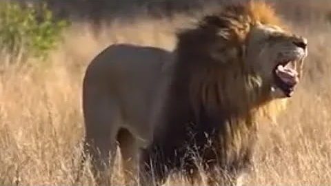 Two Powerful Lions Build Their Own Kingdom | Lion Documentary"