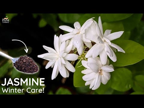 Видео: Cold Hardy Jasmine - Избор на жасмин за градините на зона 5