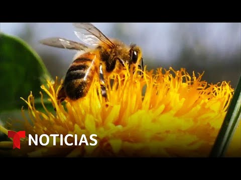 Video: Aromaterapia: ¿Relajación o tormento para mascotas?