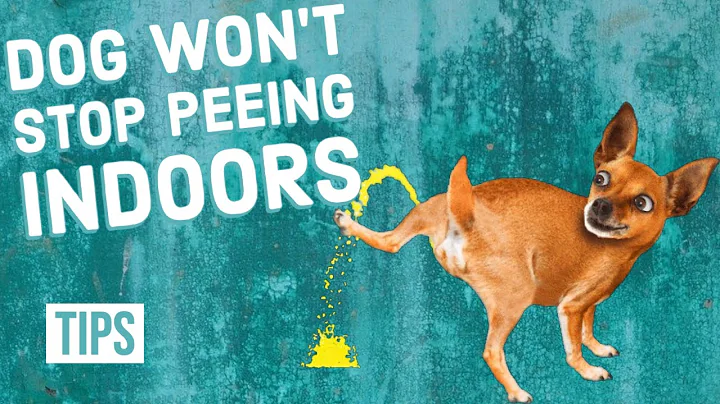 How to Stop Your Dog From Peeing Indoors - DayDayNews