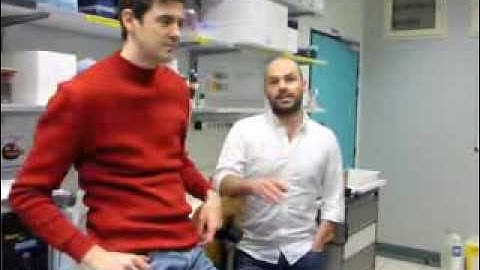 Endothelial cilia mediate low flow sensing during zebrafish vascular development