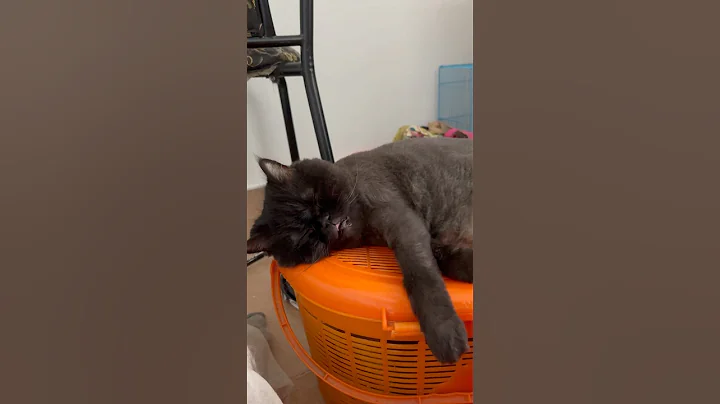 Watch the video about PEPPER 🐈‍⬛THE KING♥️##cat #funny #prettycat #meow #animallovers #catlovers #catshorts #catlovers###