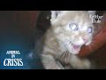 Kitten Trapped In Pillar Believes People'll Hear His Desperate Cry For Help | Animal in Crisis EP101