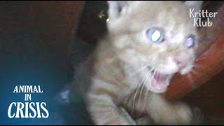 Kitten Trapped In Pillar Believes People'll Hear His Desperate Cry For Help | Animal in Crisis EP101