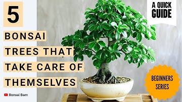 “5 Low-Maintenance Bonsai Trees Perfect for Beginners!” | “Bonsai for Beginners Made Easy.”