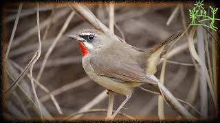 Голоса птиц Как поёт Соловей-красношейка (Luscinia calliope)