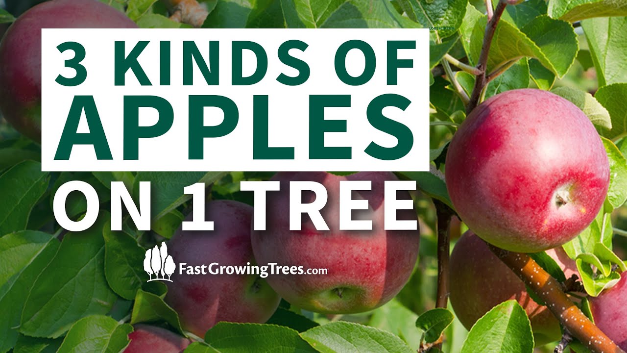 YouTube video banner of 3 kinds of apples on 1 tree