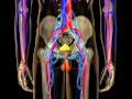 Prostate Cancer Treatment (03): Patterns of Spread