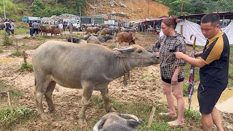 Nghé cái đẹp nhất chợ trâu Cốc Ly 23 / 09 cập nhập tình hình giá bán chợ phiên , TRÂU BÒ TV .