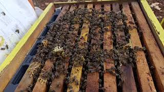 Arıyı Kışa Nasıl Hazırlıyorum🐝🌨️