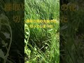 あぁーショック 種取り用の大根の花誤って切ってしまった