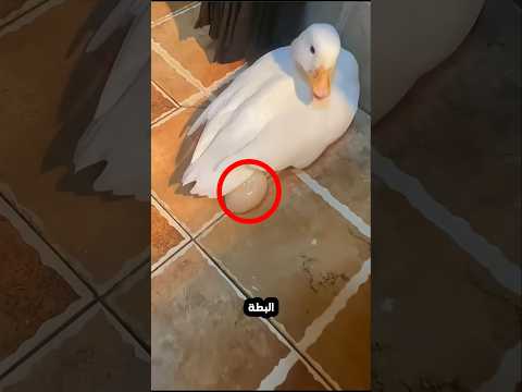 الرجل ينقذ بيضة البطة