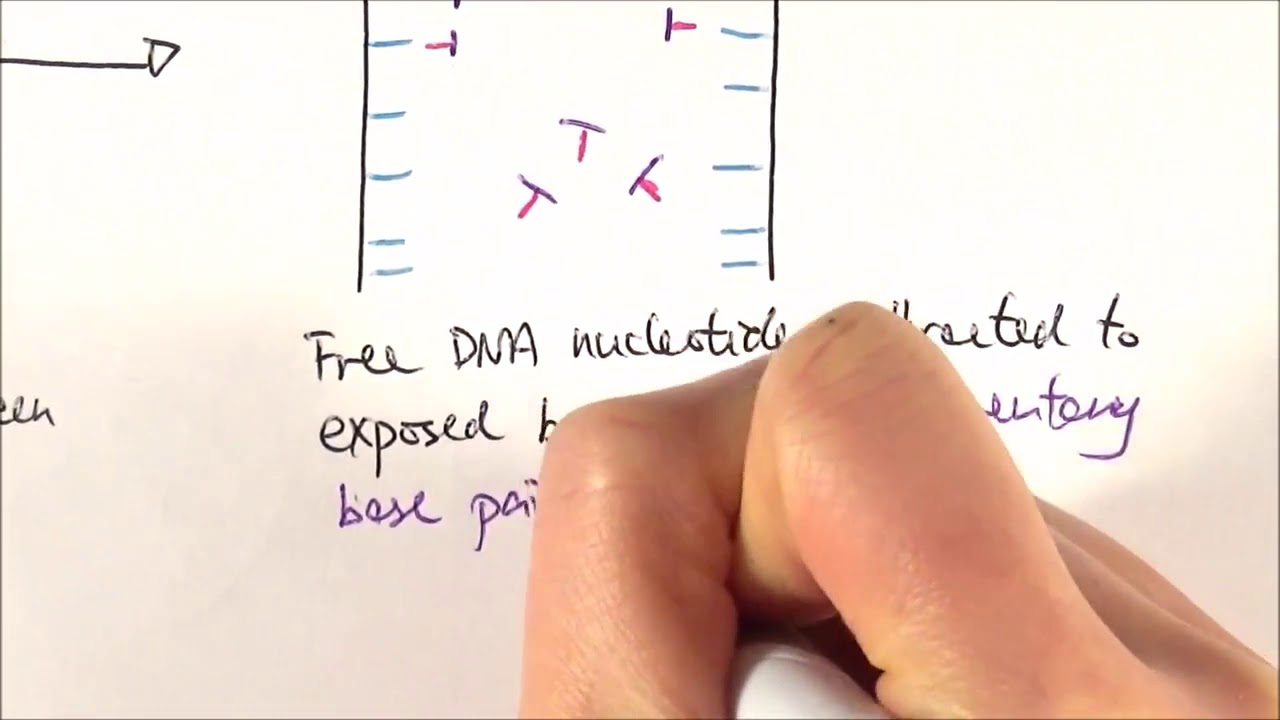 AS Biology   DNA semi conservative replication OCR A Chapter 3 9