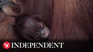 Baby orangutan born at Chester Zoo