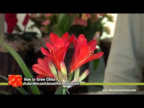 Videó: Clivia virágzásra kényszerítése – Tanuld meg, hogyan készítsd el újra a Clivia-virágzást